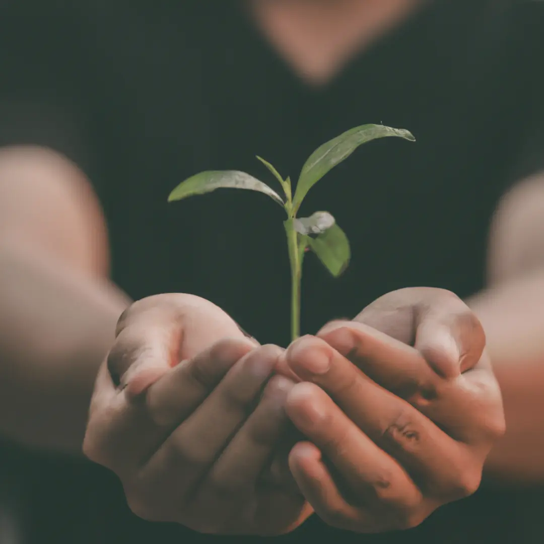 Minimalistic image of hands holding a plant